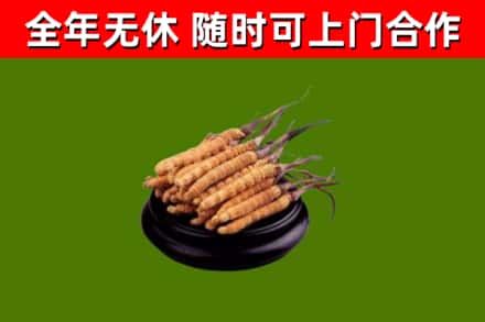 诏安县烟酒回收冬虫夏草.jpg